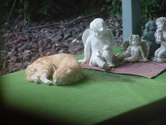 [brown cat[56].jpg]