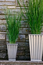 [103-grasses18.jpg]