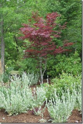 Bloodgoodlychnis