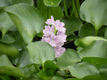 Water Bloom