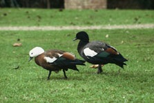 [duck1-223[3].jpg]