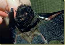 long-tailed-bat-facts-223