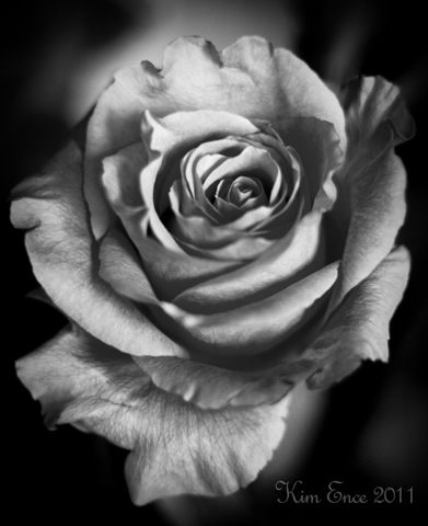 [rose watermarked[4].jpg]