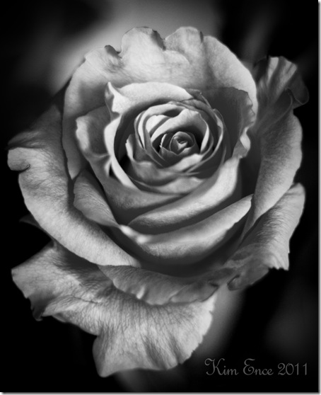 rose watermarked