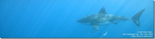 Nov17IslaGuadalupeSharkWithTextA