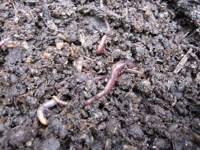 Red Wigglers