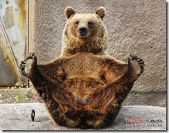 Beruang Yoga