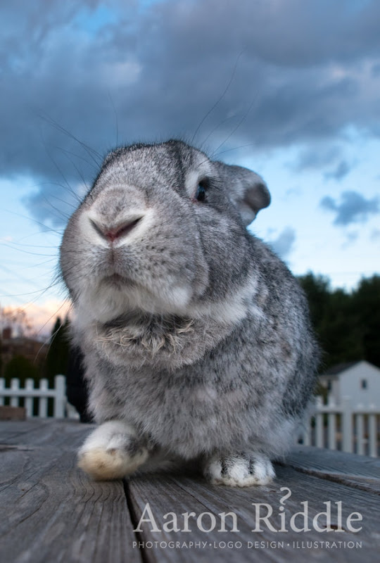 091105_Amazing_Cosmo_Bunny_Photoshoot-30_large.jpg