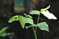 DSC_0050.JPG