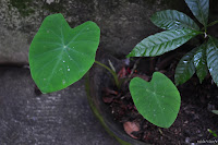 DSC_0059.JPG