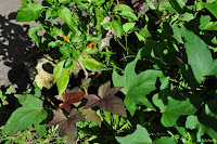 DSC_0086.JPG