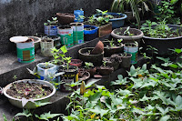 DSC_0187.JPG