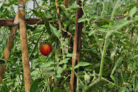 DSC_0459.JPG