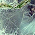 Líneas de Nazca, en Perú