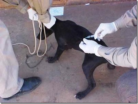 Vacinação contra raiva animal