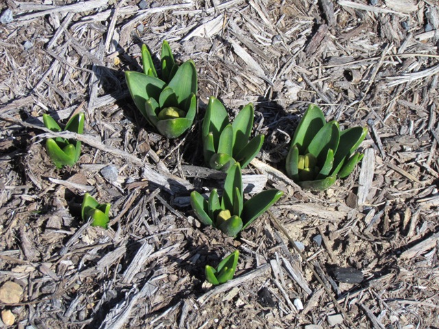 [spring 2011 059[2].jpg]