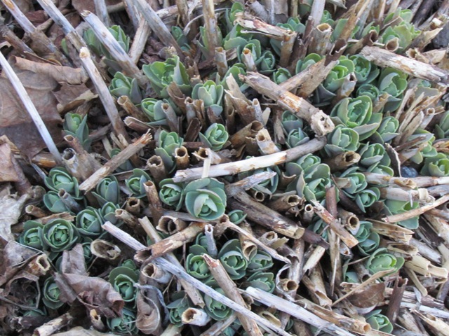 [spring 2011 060[2].jpg]