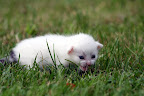 IMG_1279.JPG