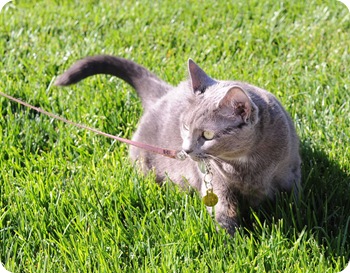 Mooch in the back yard