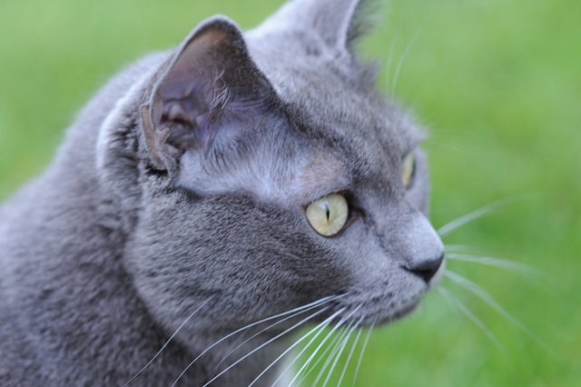 [Gray cat on green grass[4].jpg]