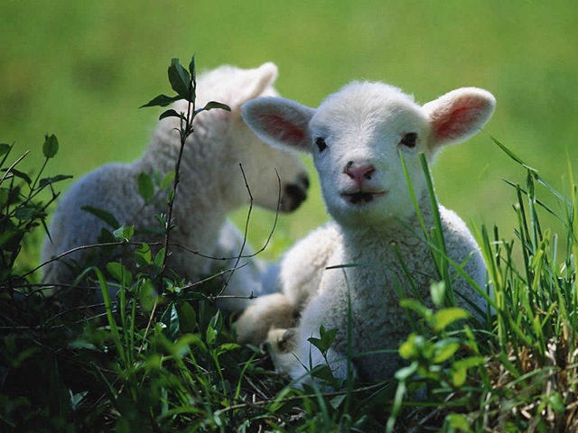 [Real Lambs[2].jpg]