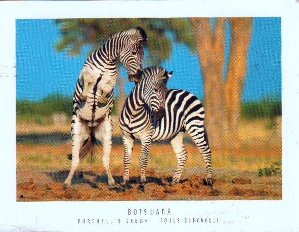[Zebra, Botswana[4].jpg]