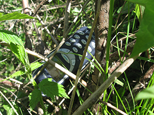 ecologizare piatra craiului 2009