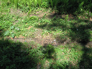 ecologizare piatra craiului 2009