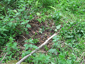 ecologizare piatra craiului 2009