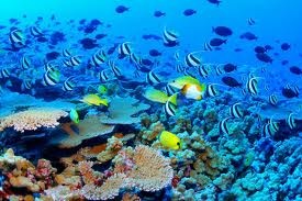 [Great Barrier Reef-2[2].jpg]