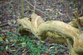 DSC_0016.JPG
