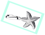 starfish-charm