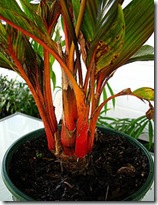areca vestiaria tanetahi base areca vestiaria tanetahi base