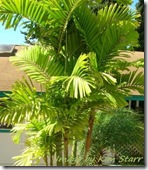 ptychosperma microcarpum ptychosperma microcarpum