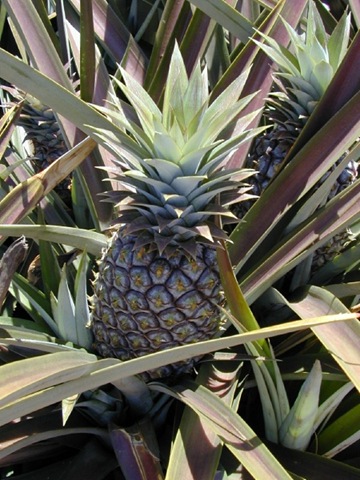 [ananas comosus starr.jpg]