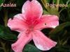 [azalea dogwood with name.jpg]