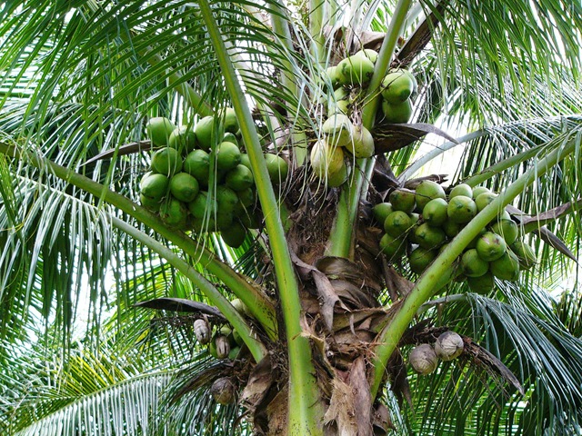 [malay green2[3].jpg]