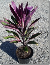 Cordyline Purple Prince -1 Cordyline Purple Prince -1
