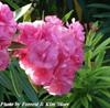 [Nerium oleander splendens double pink[5].jpg]