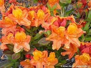 [Azalea glowing embers.jpg]
