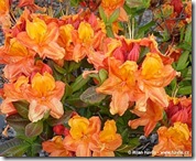 Azalea glowing embers Azalea glowing embers