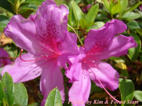 [Azalea magnifica.jpg]