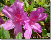 Azalea magnifica Azalea magnifica