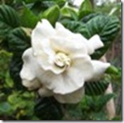 Gardenia aimee yoshida first love Gardenia aimee yoshida first love