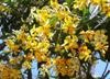 [hymenosporum flavum.jpg]
