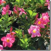 dipladenia pink petite dipladenia pink petite
