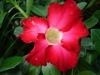[Adenium obesum red[2].jpg]