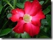 Adenium obesum red Adenium obesum red