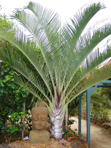 [Dypsis decaryi triangle[4].jpg]