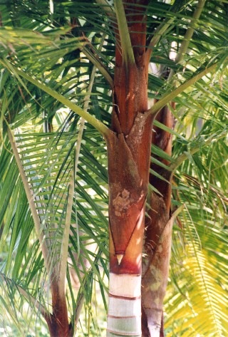 [Dypsis leptocheilos[5].jpg]